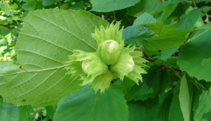 hazelnut for the treatment of chronic prostatitis