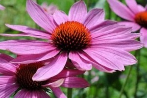echinacea juice for treatment of prostatitis