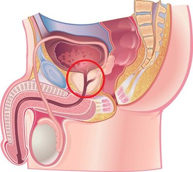 Prostate location in men